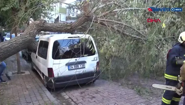 Avcılar'da otomobilin üstüne ağaç devrildi