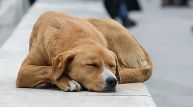 havrita-nedir-ne-demek-havrita-basibos-kopek-haritasi-kapatildi-mi-1661175139674.jpg Havrita başıboş köpek haritası kapatıldı mı? Havrita nedir, ne demek?-4