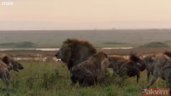 Cesur aslan onlarca sırtlanın arasında girdi! Vahşi doğada şoke eden kare! Sonrasında ise kaçınılmaz ölüm - 23