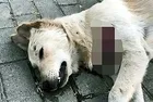 Avcılar’da vahşet! Köpeğin boğazını kestiler