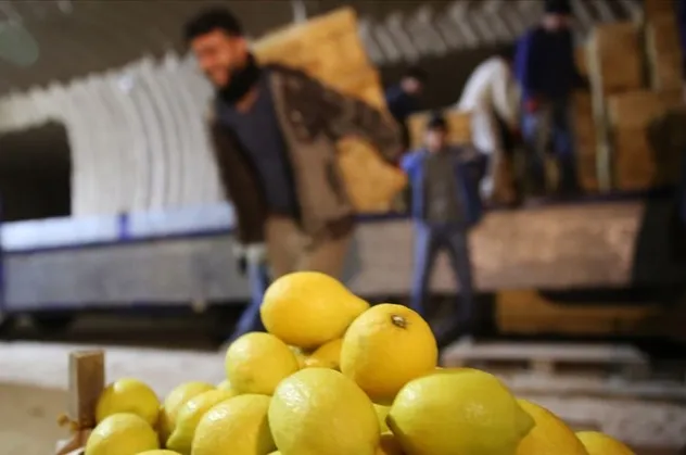 Limon üreticisinden marketlere "fiyat" tepkisi