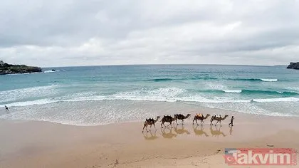 Avustralya’dan tepki çeken karar! Binlerce deveyi katledecek!