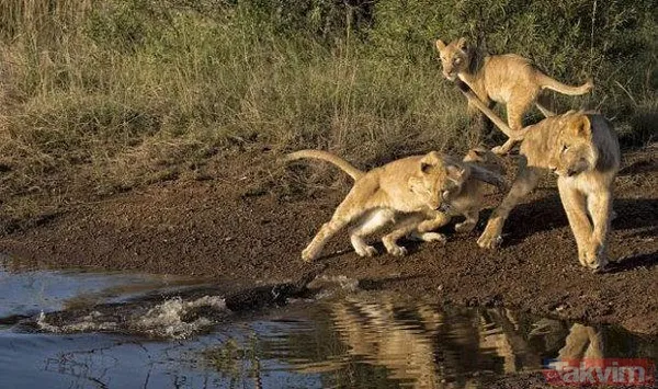 Yılan evcil köpeğe saldırdı! Dehşet dolu anlar... - 35