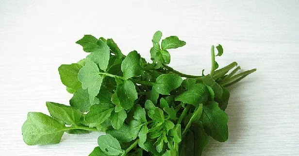 Bağırsaklara tere gücü