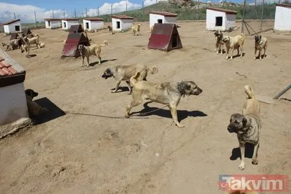 Dünyaca ünlü Kangal köpekleri İzmir’de cezaevlerini koruyacak