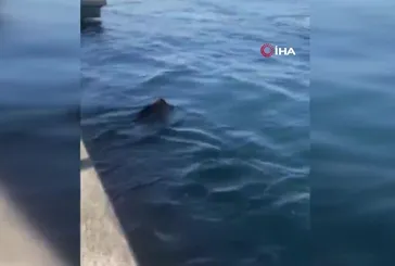 Beykoz'da ilginç anlar! Denizde domuz gören balıkçı: “Palamuta geldik, domuz bulduk”