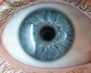 Üzüm çekirdeği besler gözler