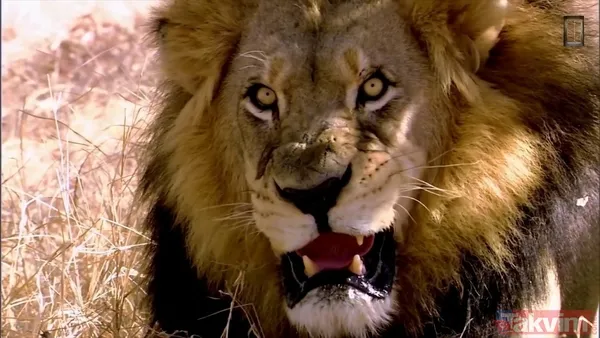 Cesur aslan onlarca sırtlanın arasında girdi! Vahşi doğada şoke eden kare! Sonrasında ise kaçınılmaz ölüm - 43