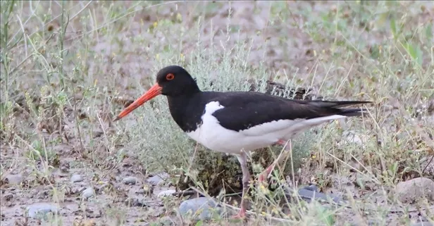 Yaralı poyraz kuşu tedavi edilip doğaya salındı