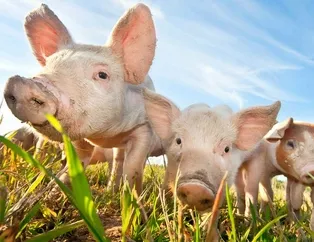 Rüyada domuz görmek ne anlama gelir?