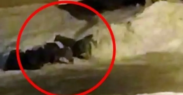 Hakkari'de endişeli anlar! Kurt sürüsü şehre indi