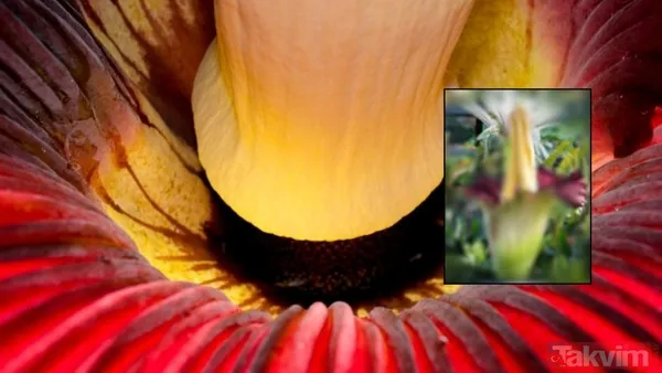 Kötü kokusuna rağmen hayranlarını büyülemeye devam eden ceset çiçeği yeniden açtı. Çürüyen balık ve sarımsak karışımı kokusuyla ünlü bu nadir bitki, iki...