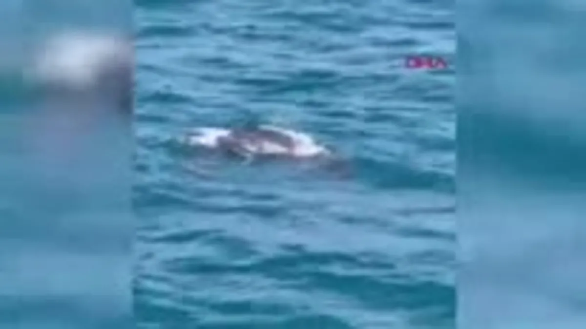 İstanbul Boğazı’nda ilk kez ortaya çıktı! Boyu 2 metre ağırlığı 600 kg...