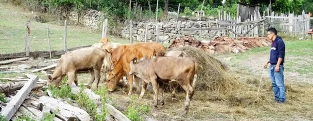 Çobanlık yaparken gökyüzüne baktı ve hayatı bir anda değişti