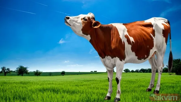 Kurban kesmek farz mı, vacip mi? Kurban kesmek şart mı? İşte Diyanet’e göre… - 3