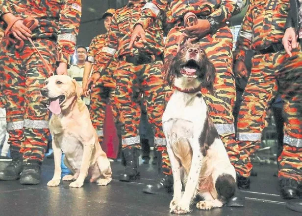 1676594423217.jpeg Süper köpekler 1322 kişinin enkazdan çıkartılmasını sağladı-5