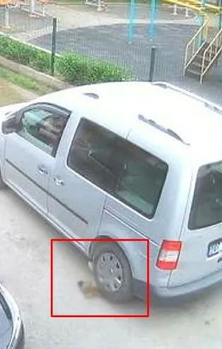 Kocaeli'de yavru köpeği ezen sürücünün cezası belli oldu