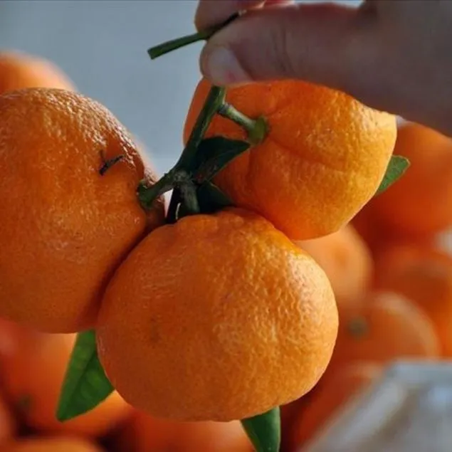 Tansiyonun ilacı mandalina!