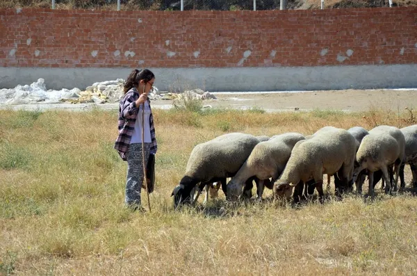 Maaşı 10 bin liraya çıkan çobanlığın yıldızı parladı! Samsun'da Sürü Yönetimi Kursu açıldı-6