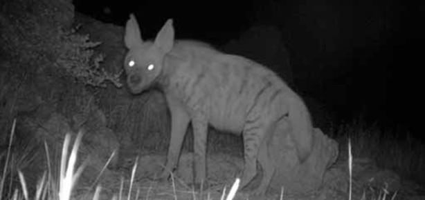 Leopardan sonra şimdi de sırtlan!