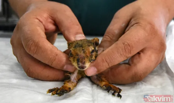 Antalya'daki yangında kurtarılan bir aylık sincap yaşatılmaya çalışılıyor - 6