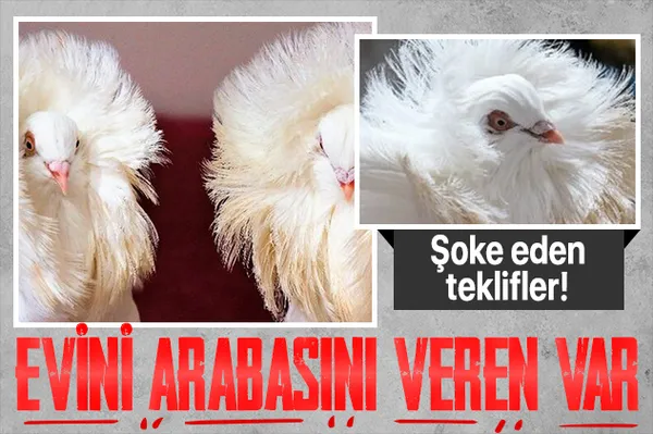 Denizli’de bu güvercini almak için evini arabasını satan var!-1