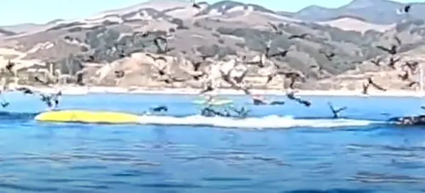 kambur-balina-kanoya-binen-iki-kadini-yutmaya-calisti-1604747213096.jpg Kambur balina, kanoya binen iki kadını yutmaya çalıştı-4