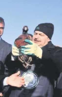 Köprüde sülün avı