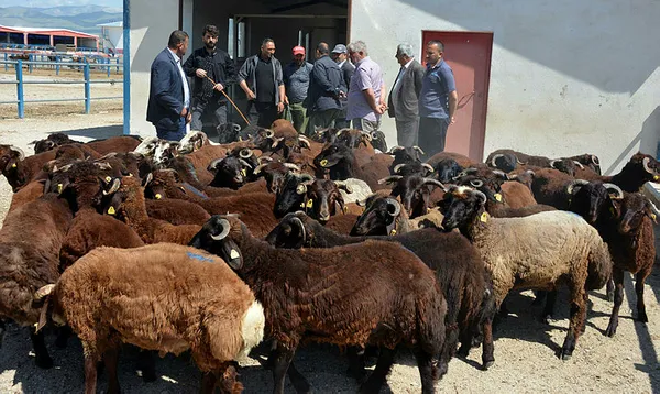 veterinerden-uyarilar-kurban-alirken-parlak-tuylu-hayvan-tercih-edin-1594361782109.jpg