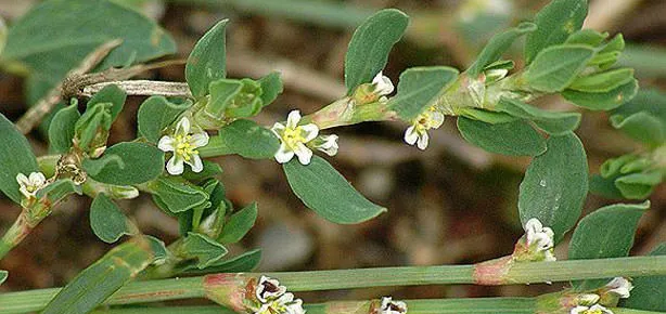 Madımak şeker düşürür