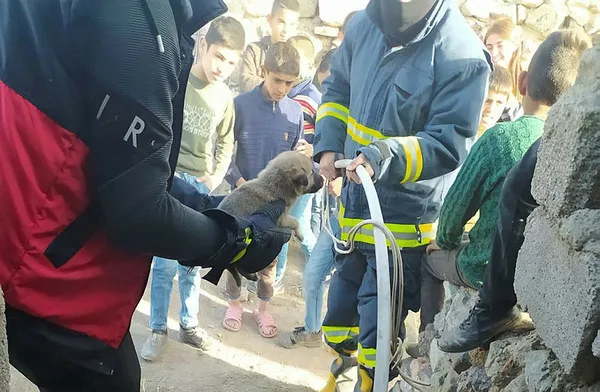 vanda-foseptik-cukuruna-dusen-4-kopek-yavrusunu-itfaiye-kurtardi-1605370854811.jpg Foseptik çukuruna düşen 4 köpek yavrusu kurtarıldı-2