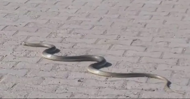 Tokat’ta bir vatandaş yolda süzülen yılanın ezilmemesi için trafiği durdurdu