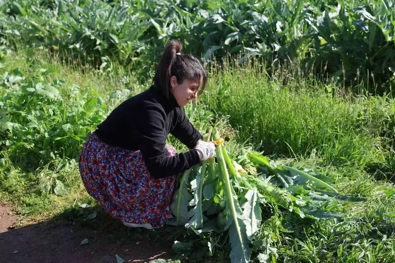 Yetiştiren paraya para demiyor: Altın yanında solda sıfır kalır! Tarlada 25 TL, tabakta 350 TL'den satılıyor!-11
