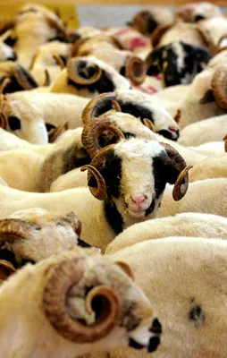 2017 Kurban Bayramı hangi güne denk geliyor?