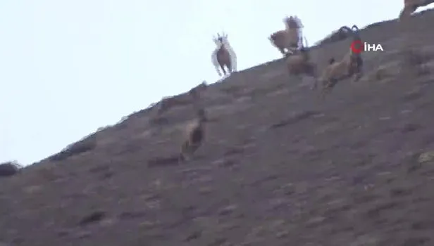 Afrika Değil Erzincan! Vaşak dağ keçisi sürüsüne böyle saldırdı