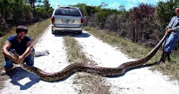 tam-47-milyon-yillik-bilim-insanlarindan-inanilmaz-kesif-dunya-tarihinin-en-eski-piton-yilaninin-kalintilari-1608133858285.jpeg Tam 47 milyon yıllık! Bilim insanlarından inanılmaz keşif! Dünya tarihinin en eski piton yılanının kalıntıları...-6