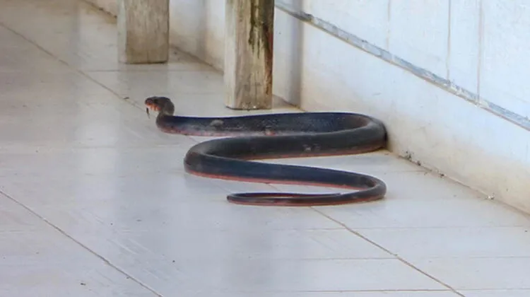 Yılanlar ile ilgili şoke eden bilgi! Bu saatte çıkan yılanlar yüzde 99 zehirli! - 9