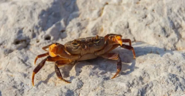 Bir lokması ölümü getirdi! Filipinli kadın “Şeytan yengeci” yedikten sonra fenalaştı