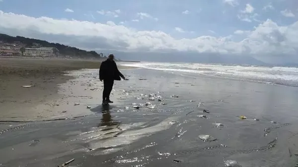 Son dakika: Hatay'da yüzlerce denizanası sahile vurdu-1