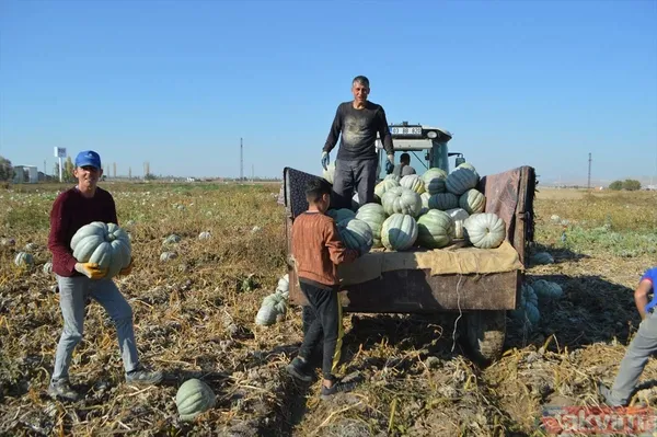 100 milyon lira gelir! Afyonkarahisar'da bal kabağında 50 bin ton rekolte bekleniyor - 13