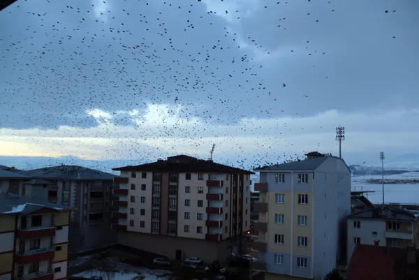 sehri-istila-ettiler-ardahanda-kargalar-korku-filmlerini-aratmiyor-1612940893164.jpg Şehri istila ettiler! Ardahan'da kargalar korku filmlerini aratmıyor-5