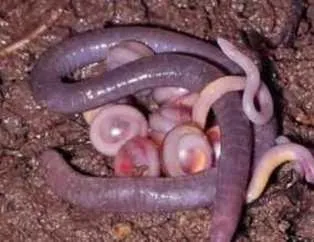 Herkesi korkutan esrarengiz canlı