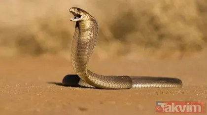Ayrılmak istediği eşinin üzerine kobra yılanı attı! Hindistan’da talihsiz kadının feci ölümü