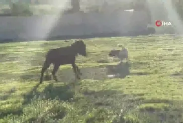 Köpeği kovalayan eşek videosu izle!