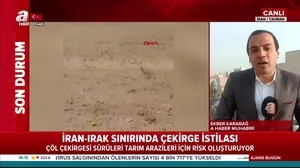 İran - Irak sınırında çekirge istilası