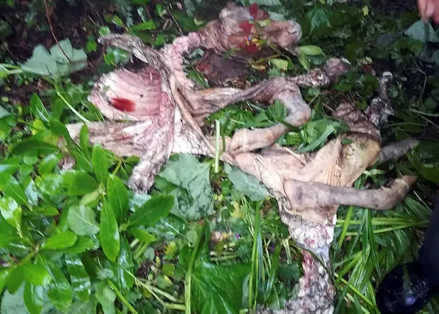 Trabzon'da aç kurtlar hayvan sürülerine saldırdı-4