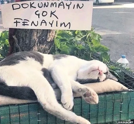 kucuk-kardeslerin-eziyeti-1778353515884.jpeg