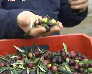 Zeytindeki bu hileye dikkat! Gıda teröristleri ayakkabı boyası bile kullanmış