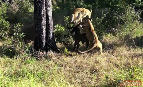 Ava giderken avlandı! Bir anda bufaloların arasında kalan aslanın zor anları (Aslan - Bufalo kavgası) - 29