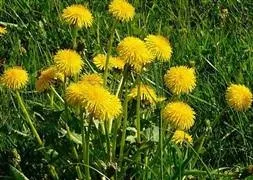 Bu çay kanseri yendi